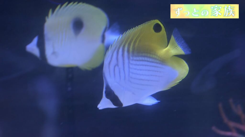 ずっとの家族「小型水槽で楽しむマリンアクアリウム（2）」