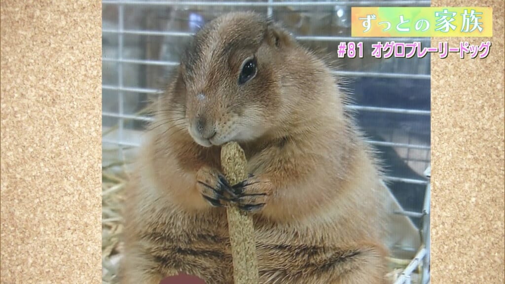 「オグロプレーリードッグ」