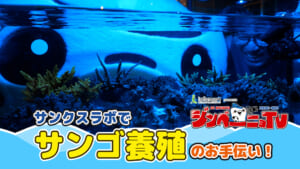 第41回 サンクスラボでサンゴ養殖のお手伝い！