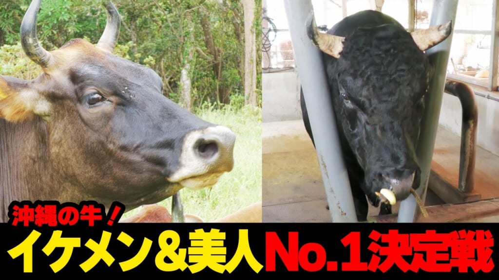 沖縄の牛 イケメン＆美人No.1決定戦☆
