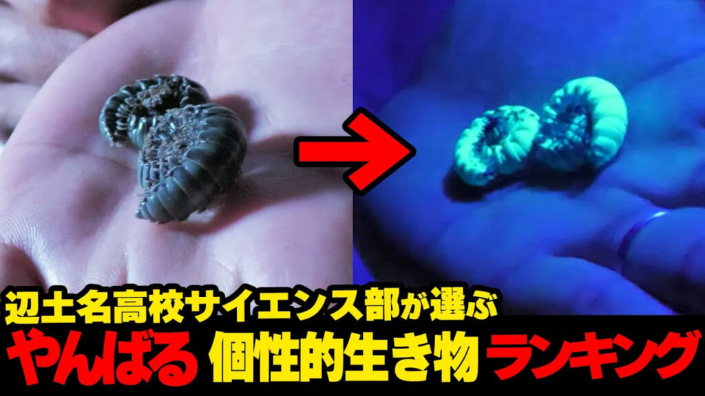 辺土名高校サイエンス部が選ぶやんばるの個性的な生き物🦎ランキング☆