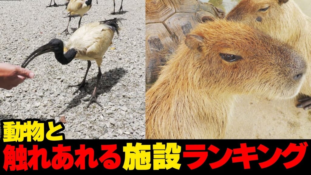 ほぼ動物園！？…動物と触れ合える施設ランキング☆