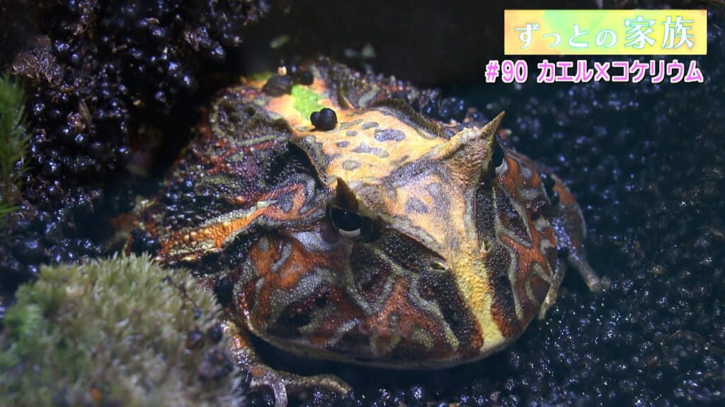 ずっとの家族「カエル×コケリウム」