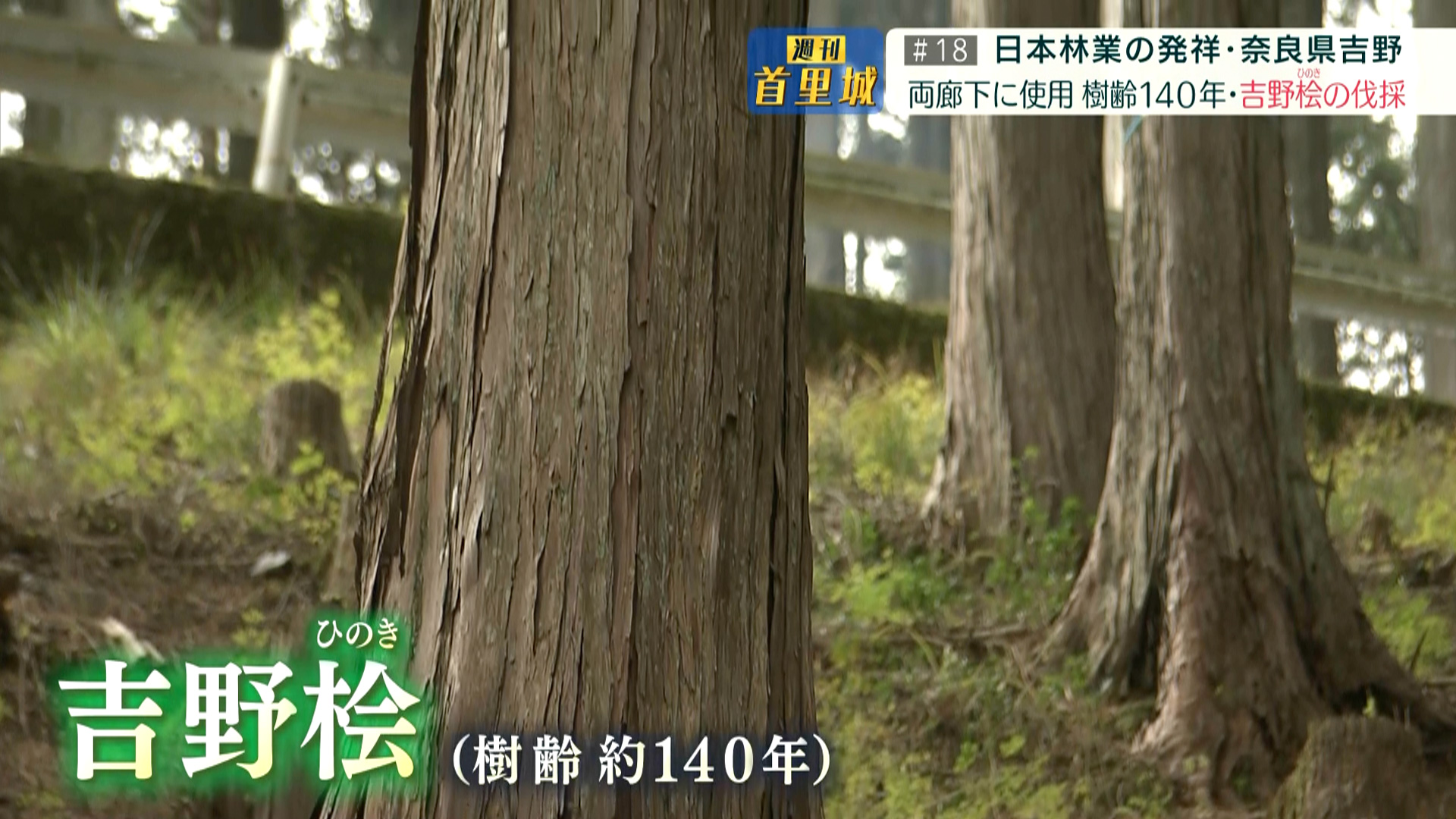 第18回 週刊首里城「先人から受け継いだ"木"を沖縄へ」
